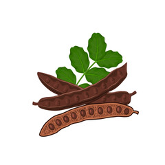 Vector illustration, carob pods and beans, with green leaves, isolated on a white background. - obrazy, fototapety, plakaty