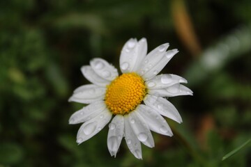 daisy flower