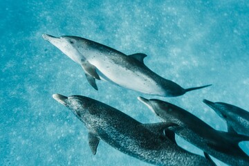 Atlantic spotted dolphins swimming in the blue ocean in the Bahamas