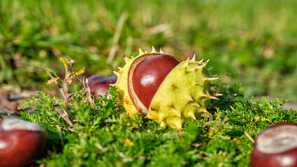 Born - open chestnut in the moss