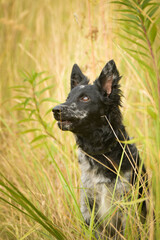 Portrait of dog puppy mudi. She is so nice dog.