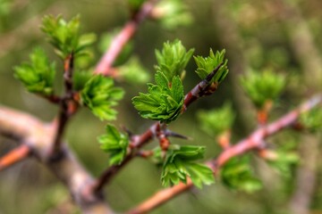 green leaves on branch