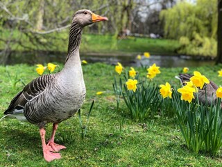 Goose in London