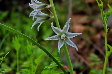 lily of the valley flower