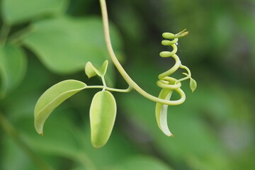 つる植物のバネ