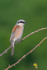 Red-backed shrike Lanius collurio adult male bird perched