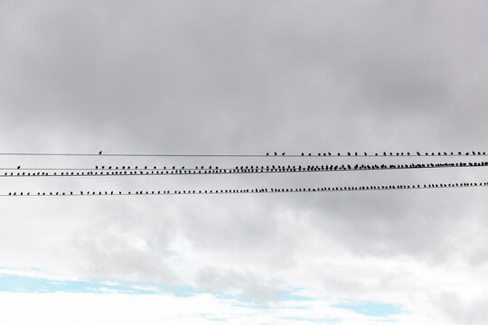 Common Starling Birds (Sturnus vulgaris) on wires. Flock of starlings sitting on a high voltage power line. Abstract nature. Flying birds. Birds silhouettes. 