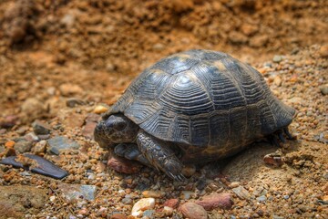 turtle on the grass