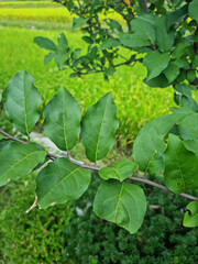 
Olive Berries tree leaves and branches.