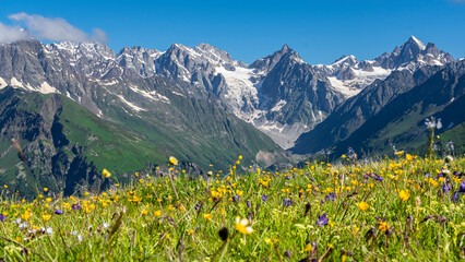 Blooming flowers in a meadow in the Caucasus mountains - obrazy, fototapety, plakaty