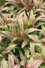 Obraz premium green and yellow leaves