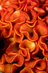 Vertical macro of orange Cockscomb growing in a bouquet © Theo M3/Wirestock Creators