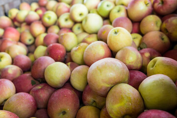 Colorful Apples in a Pile in the Autumn After being Harvested
