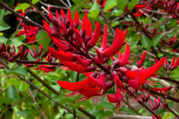 Sydney Australia, flower stem of a  Erythrina × bidwillii tree