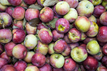 Colorful Apples in a Pile in the Autumn After being Harvested