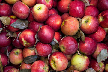 Fototapeta na wymiar Colorful Apples in a Pile in the Autumn After being Harvested