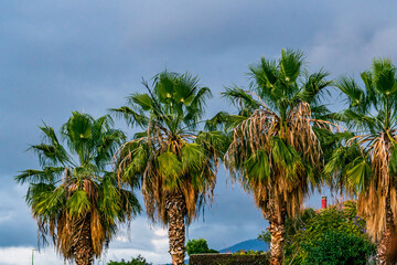 Paisaje con palmeras y nubes de fondo, en la isla de  Tenerife.