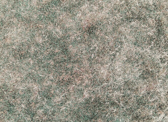 Natural background of a withered faded grass lawn in the summer. Garden soil with green grass, organic texture top view. - 535762187