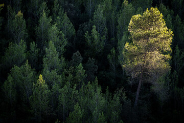 Mountain with pine trees in the Penedes region in the province of Barcelona in Spain