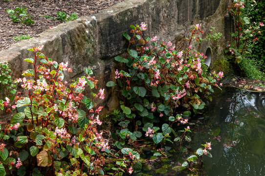 Sydney Australia, pink flowering begonia's growing in storm water drain
