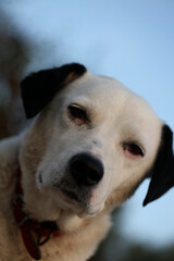 Obraz premium Cute white and black dog profile close up animal background high quality big size instant print