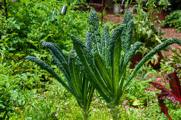 Sydney Australia, brassica oleracea or kale plants in vegetable garden