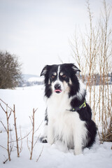 Tricolor border collie is sitting in the snow. He is so fluffy dog.