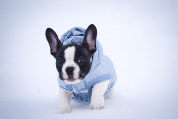 French buldog is running in the snow. He is so fluffy dog.