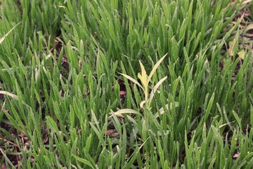 grass in the morning