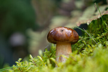 Thüringer Wald: Steinpilz im Wald