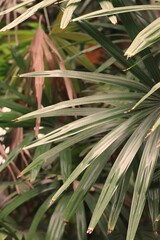 leaves in the garden