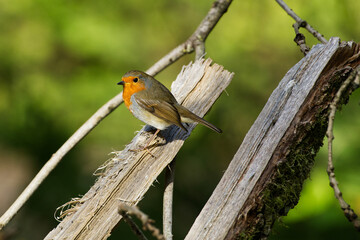 Robin on a cut tree