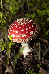 Fly agaric (Amanita muscaria), poisonous mushroom