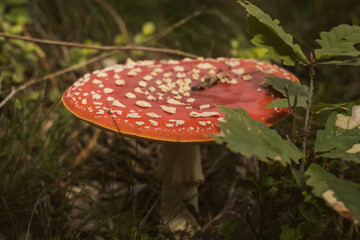 Fly agaric also known as fly amanita (Amanita muscaria) growing in the woods