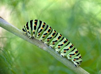 caterpillar on leaf