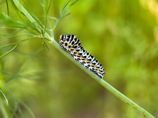 caterpillar on green leaf.