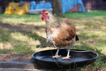 Hen on the cast Iron. Сhicken before cooking.
