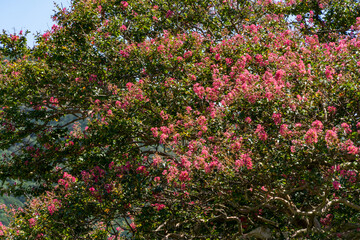 flower of the big crape myrtle are in bloom in countryside Japan.