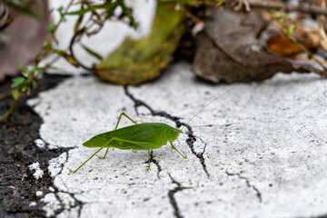 A kind of Japanese katydid - Holochlora japonica - is walking on a ground in countryside, Japan.