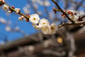 Japanese apricot flowers - Prunus mume -  are blooming in Fukuoka city, JAPAN.