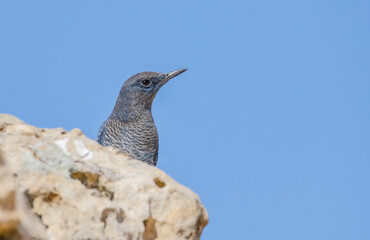 Blue Rock Thrush (Monticola solitarius) is a thrush that lives in rocky valleys and feeds on insects. It lives in Asia, Europe and Africa.