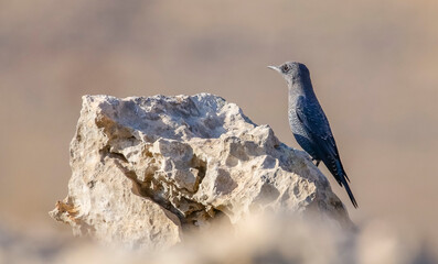 Blue Rock Thrush (Monticola solitarius) is a thrush that lives in rocky valleys and feeds on insects. It lives in Asia, Europe and Africa.