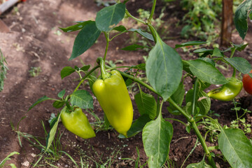 Bell pepper in the greenhouse. Green bell pepper hanging on a branch.