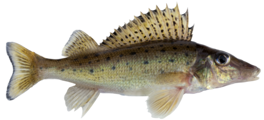 Freshwater fish isolated on white background closeup. The  Donets ruffe is a  fish in the family Percidae, type species: Gymnocephalus acerina