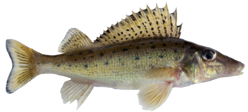Freshwater fish isolated on white background closeup. The  Donets ruffe is a  fish in the family Percidae, type species: Gymnocephalus acerina