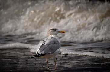 seagull on the beach