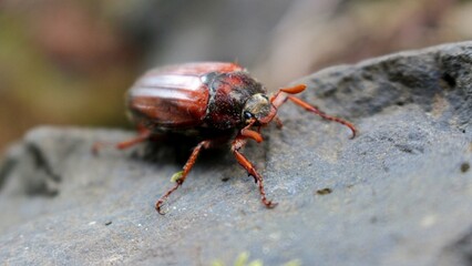 Maikäfer