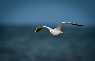 seagull flying over the sea