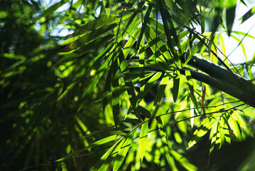 Green Background bamboo leaf Nature