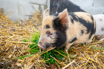 cute little kune kune pigs eating fresh grass